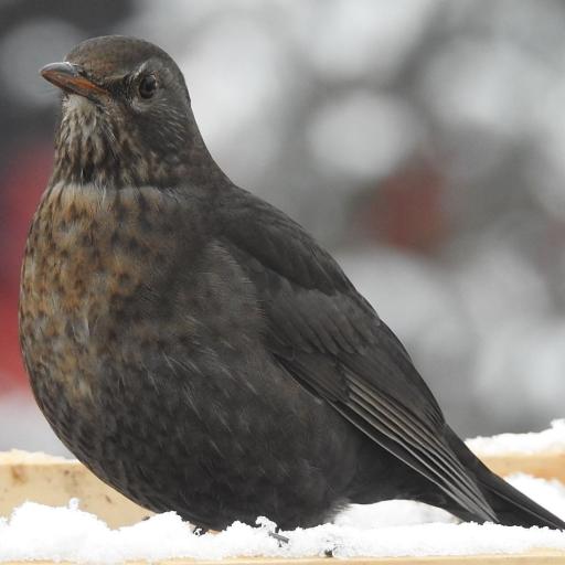 Amsel-im-winter